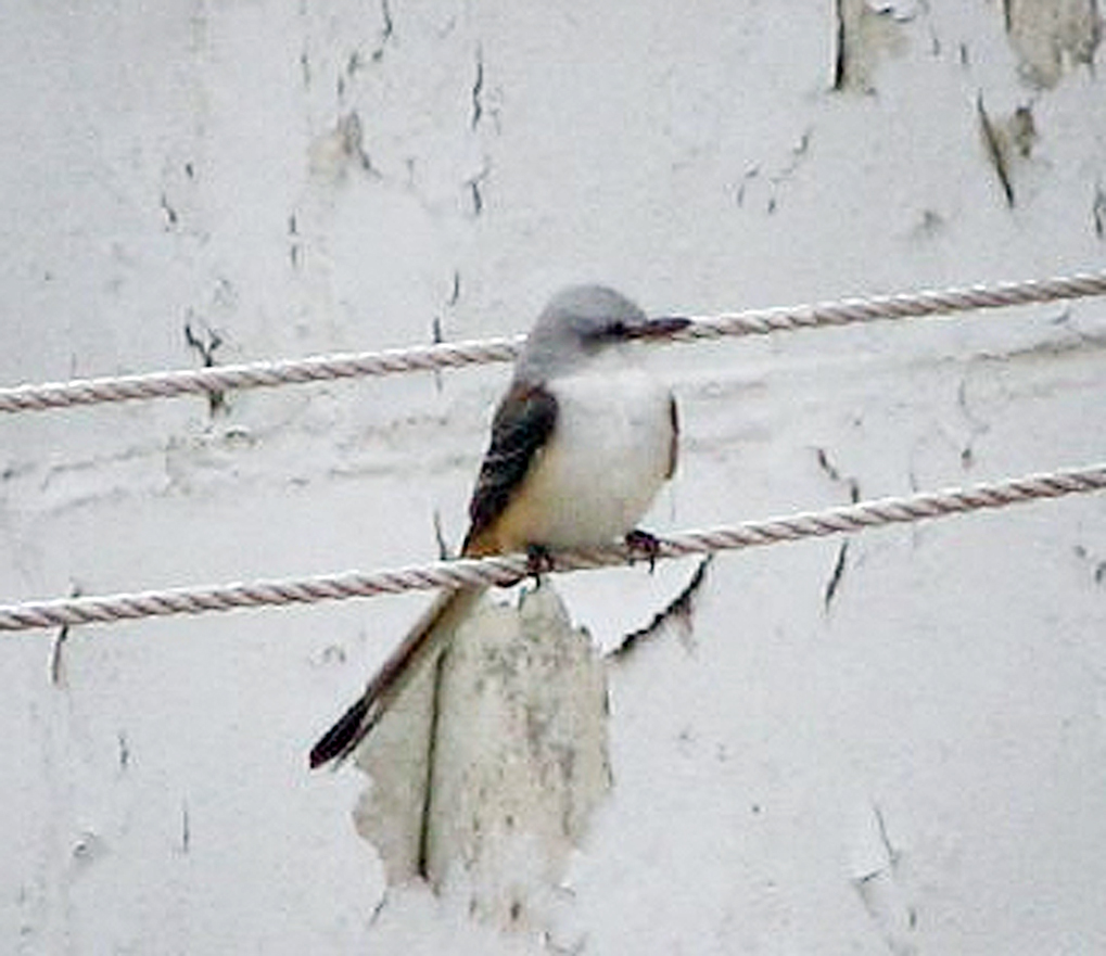 flycatcher