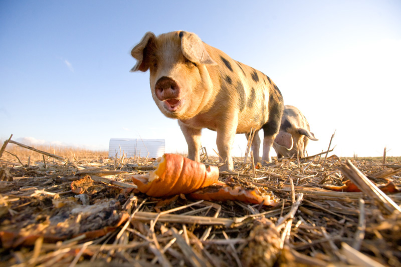 pigs