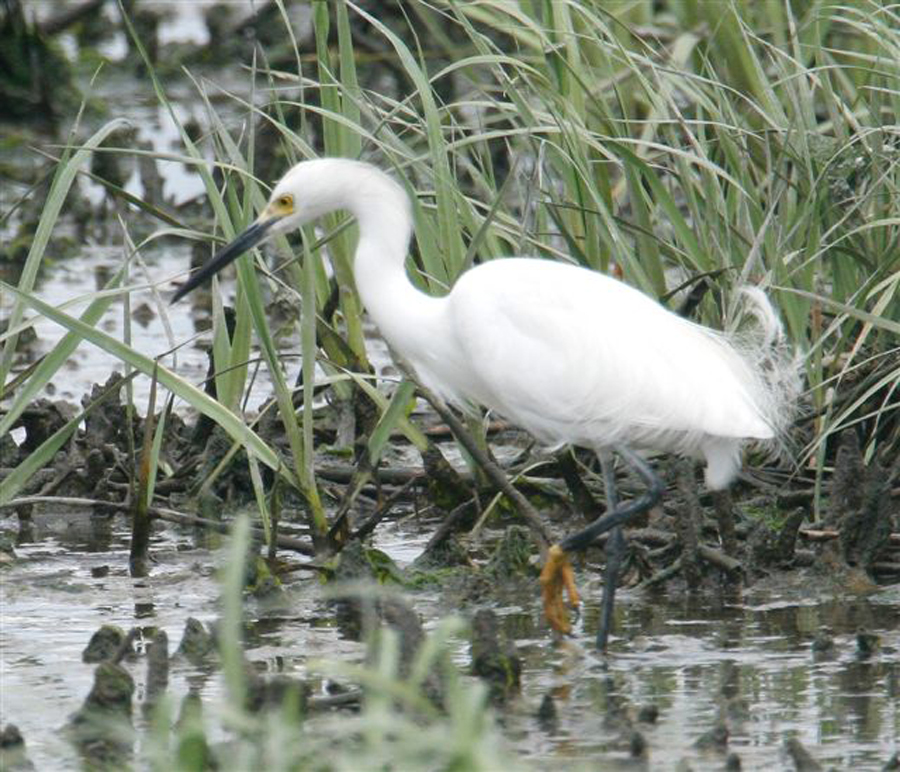 Egret