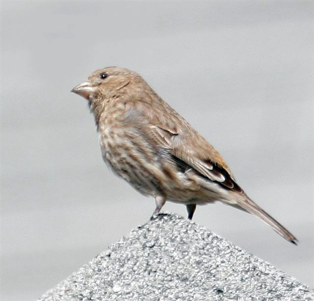 Finch
