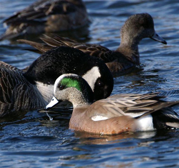 ducks