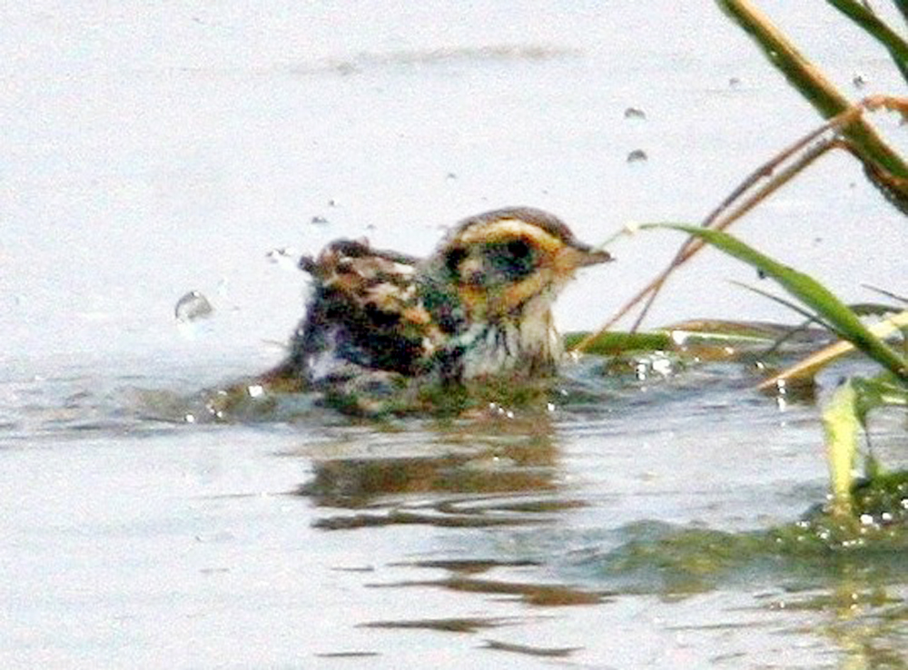 sparrow