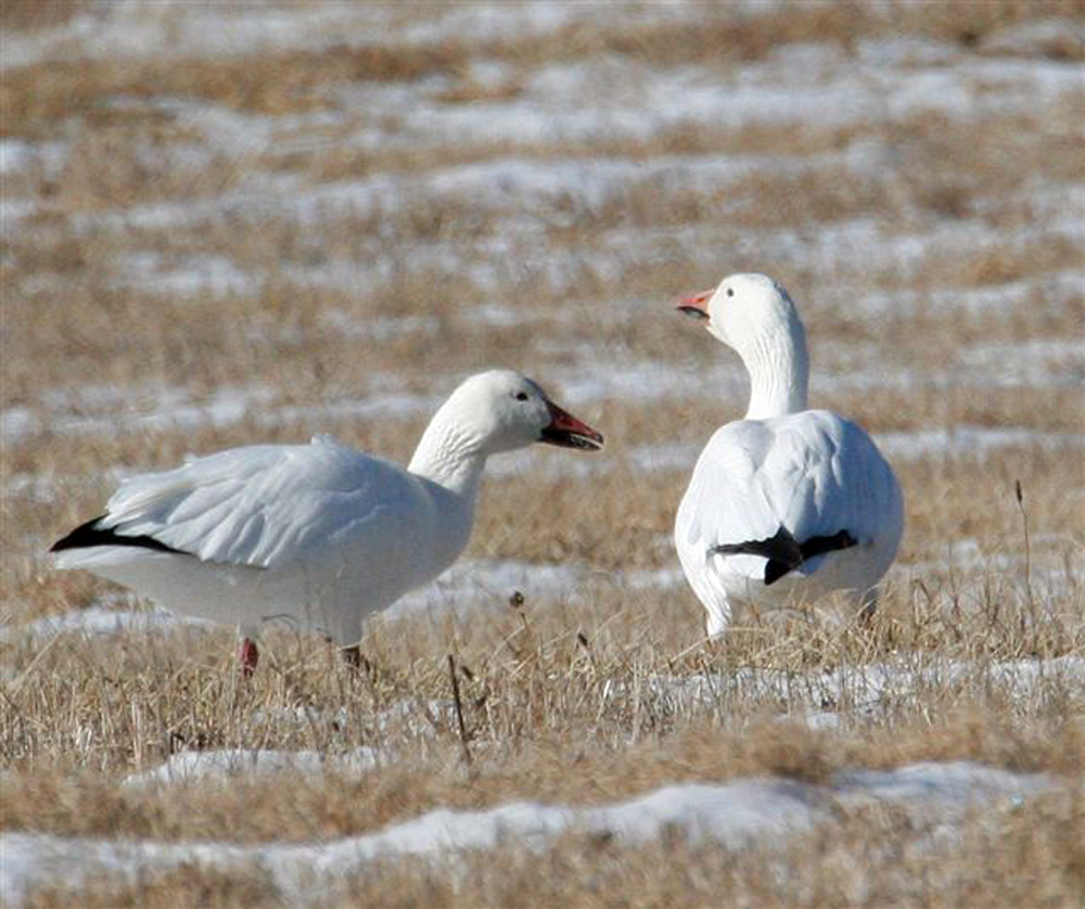 geese