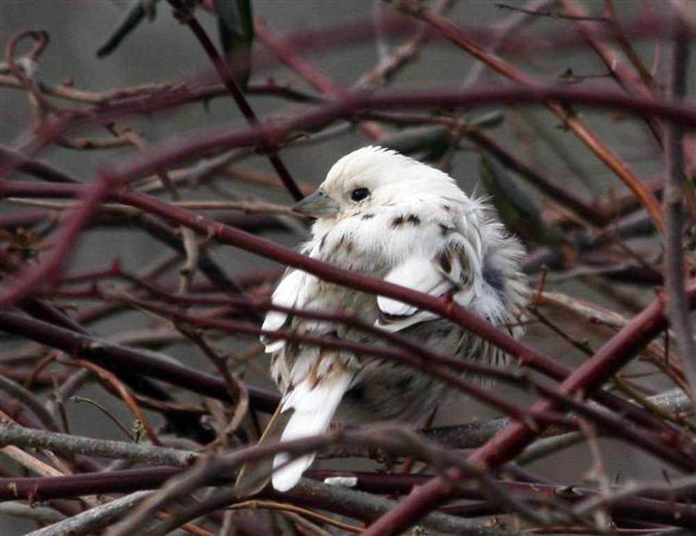 bird