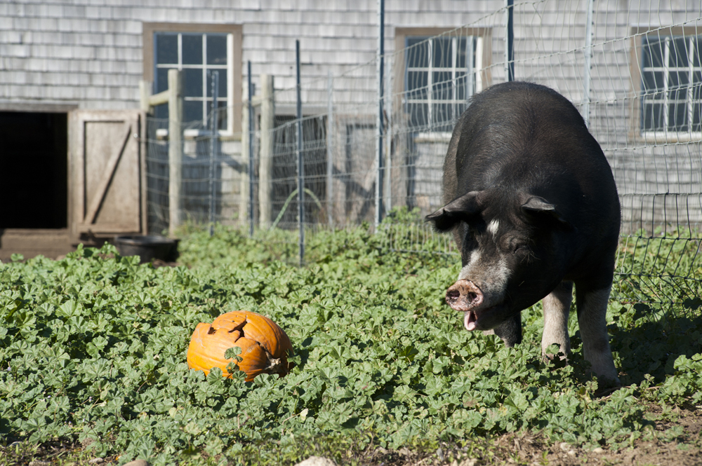 pig