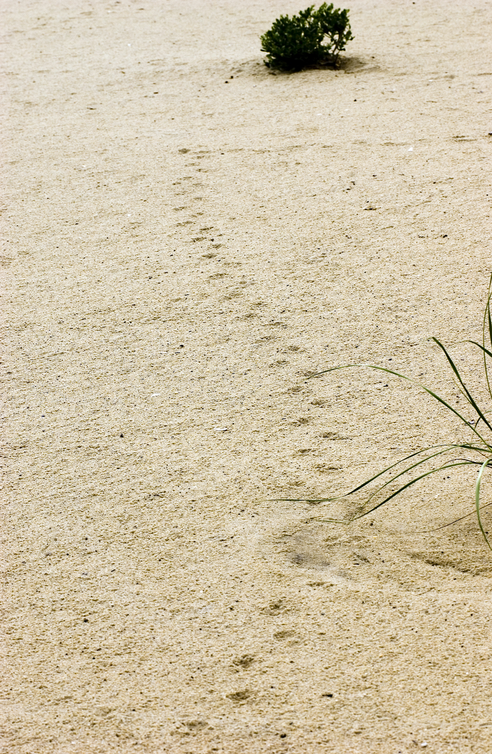 tracks