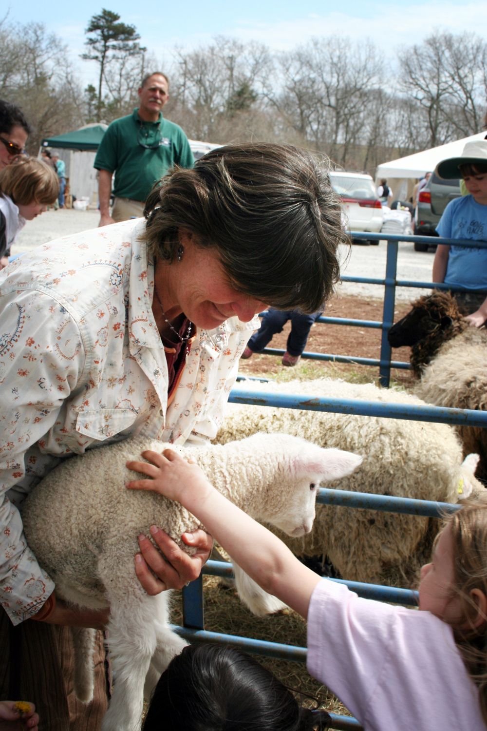 sheep