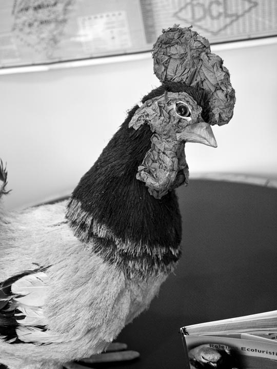 chicken