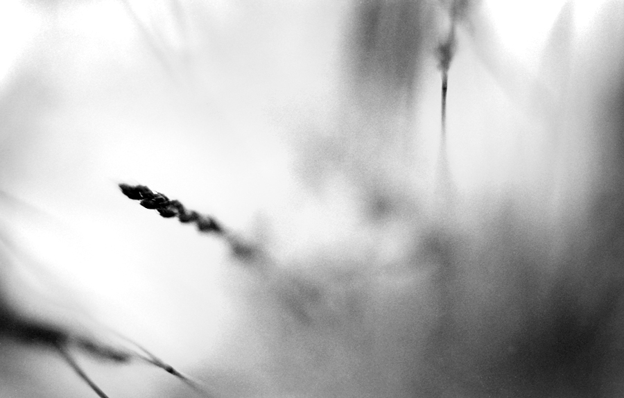 grass