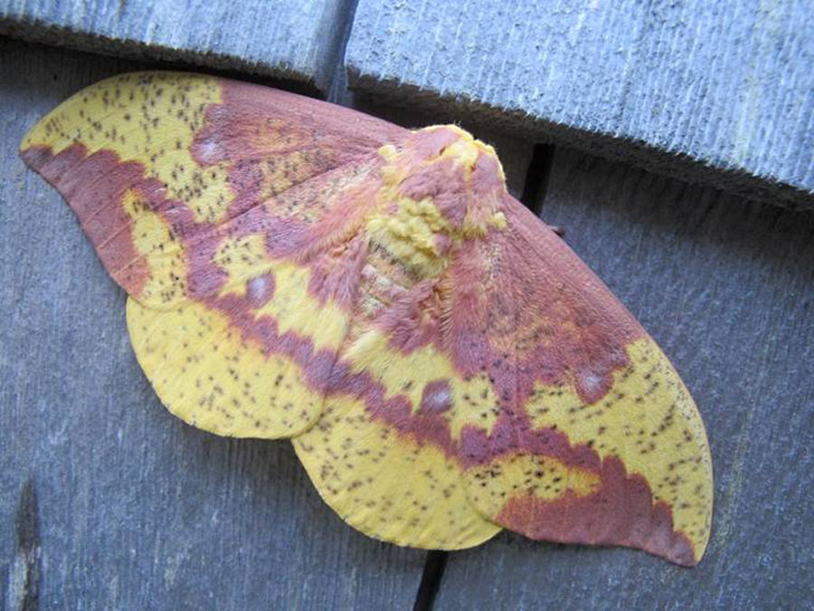 moth