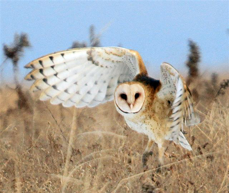 owl