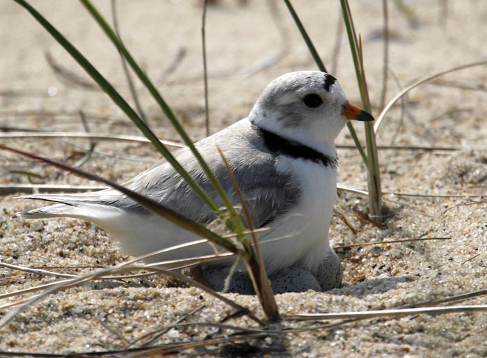 Piping plover