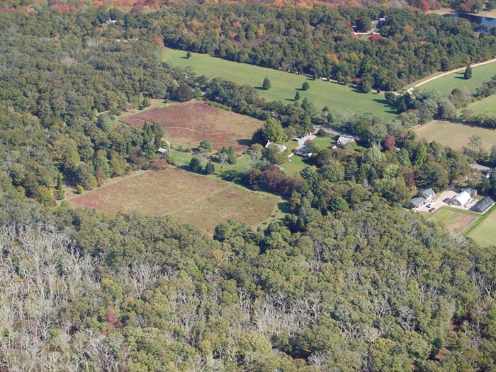 trees oak forest aerial