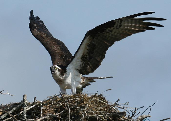 Osprey
