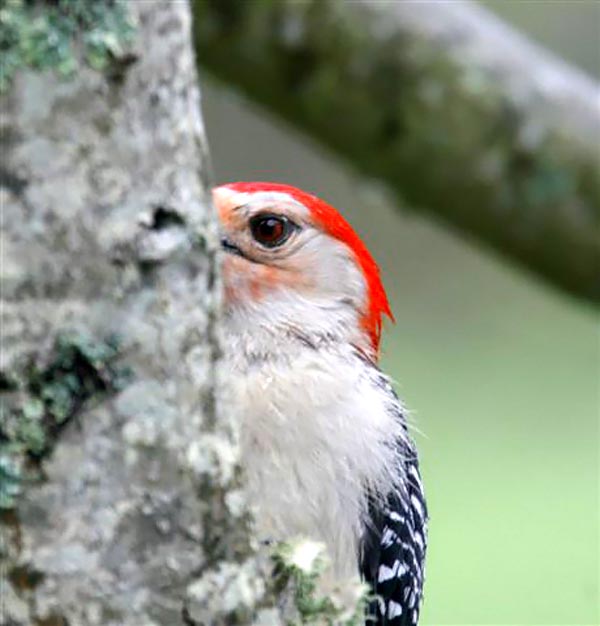 Red Bellied woodpecker