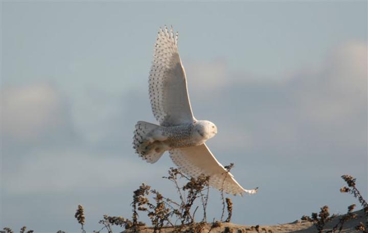 snowy owl