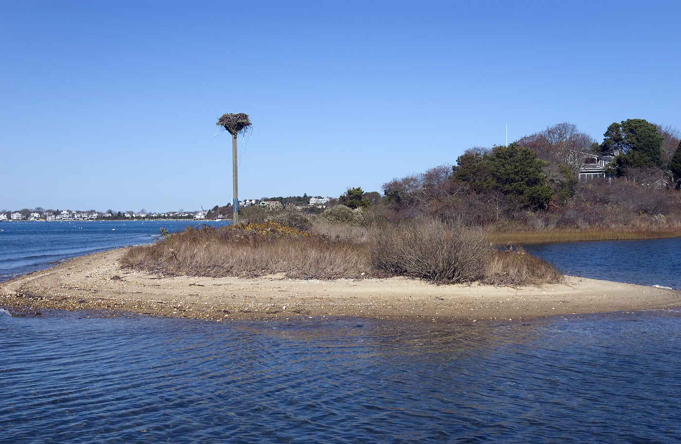 nest