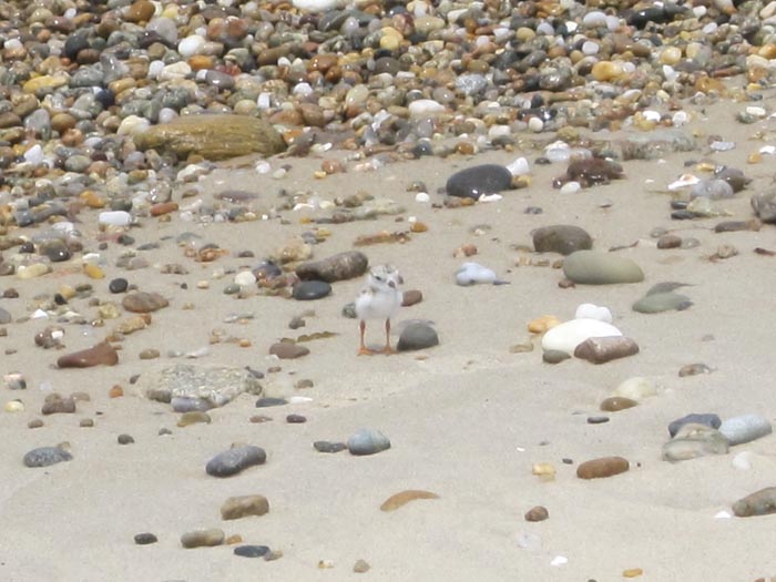 piping plover