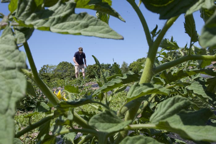 tomato plants