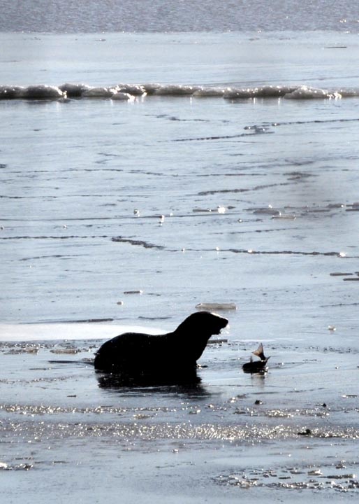 otter