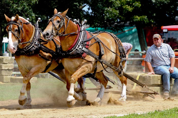 draft horse