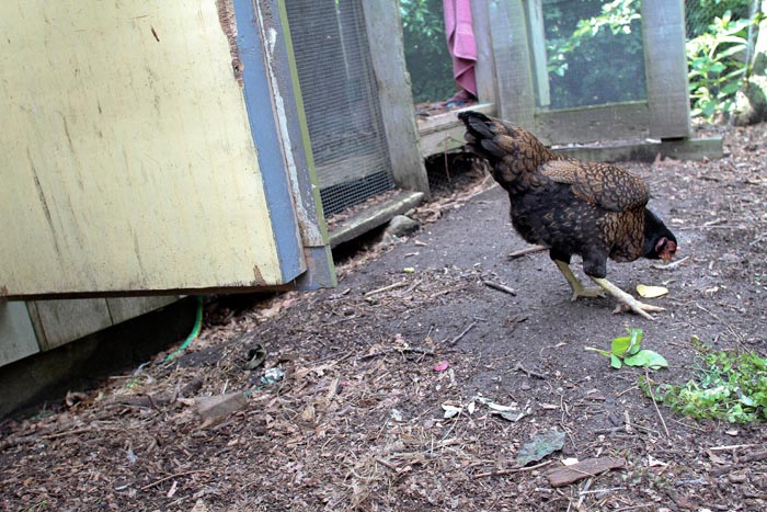chicken