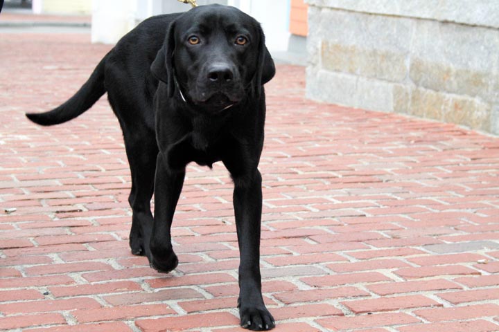 black dog
