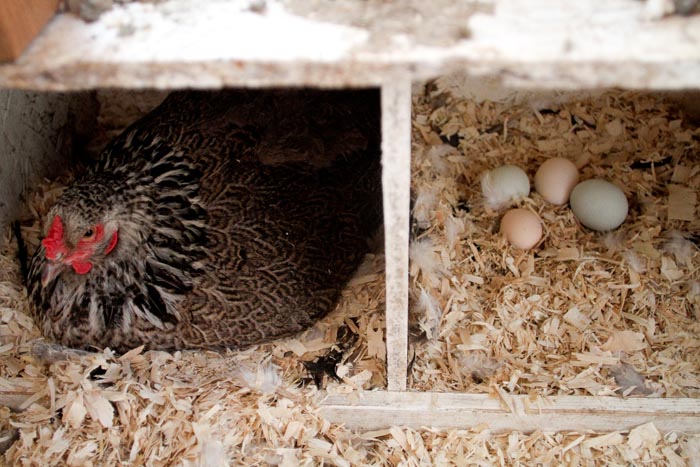 Chickens eggs
