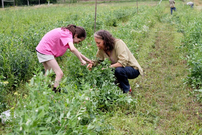picking peas