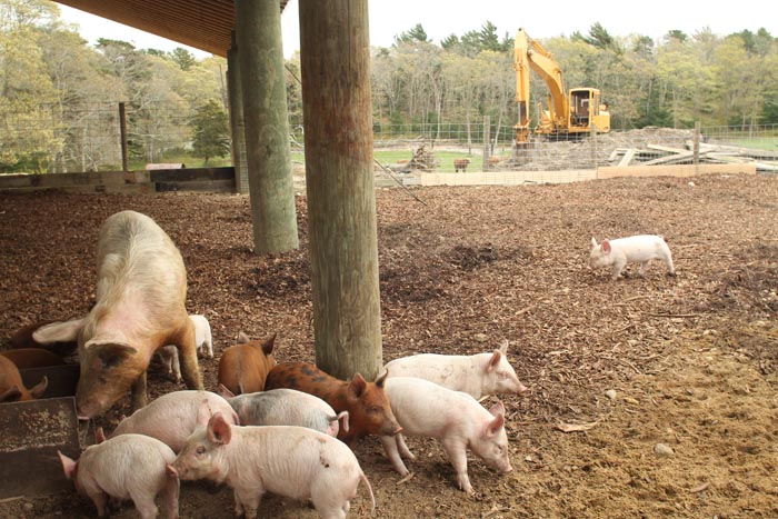 piglets on farm