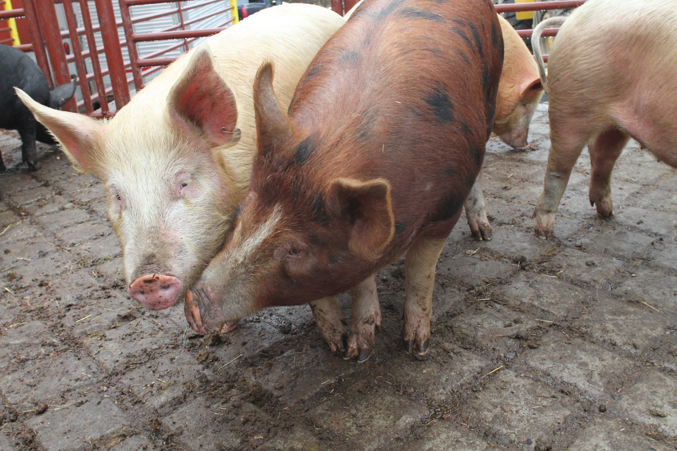 pigs