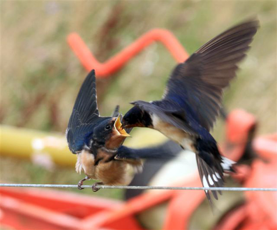 swallows