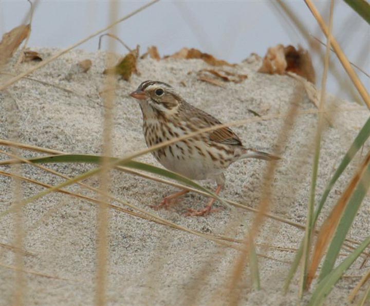 beach, bird, grass, sparrow