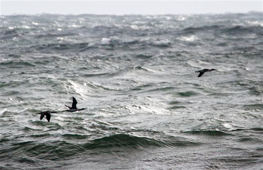 red throated loons