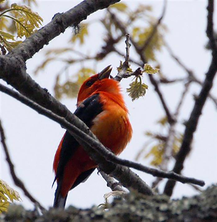 male scarlet tanager