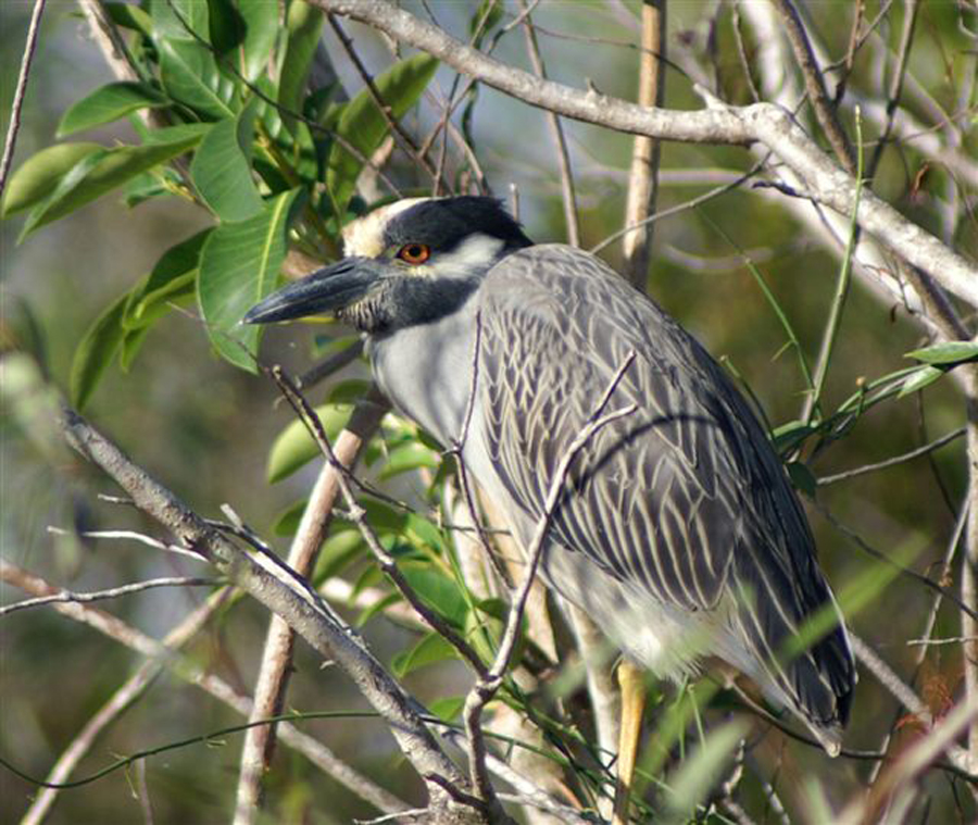 Heron