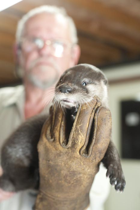 otter