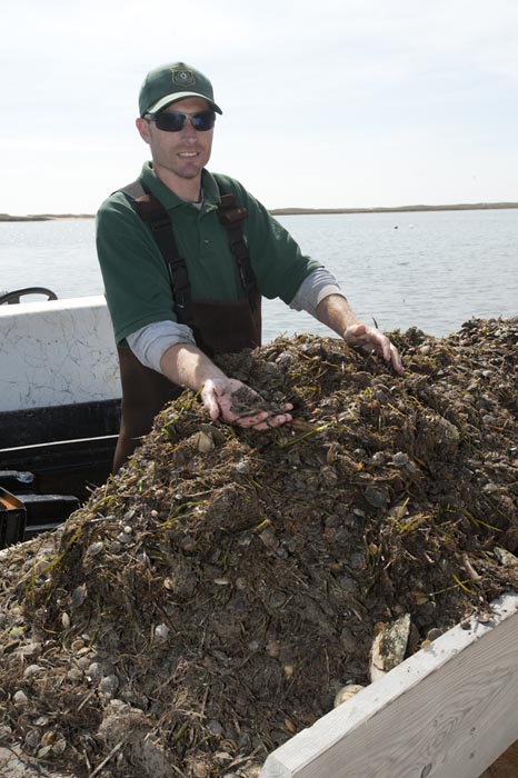 John Black juvenile bay scallops