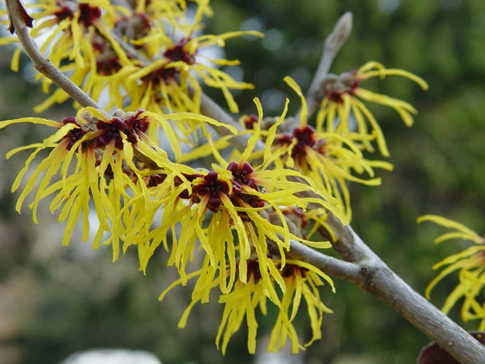 witch hazel