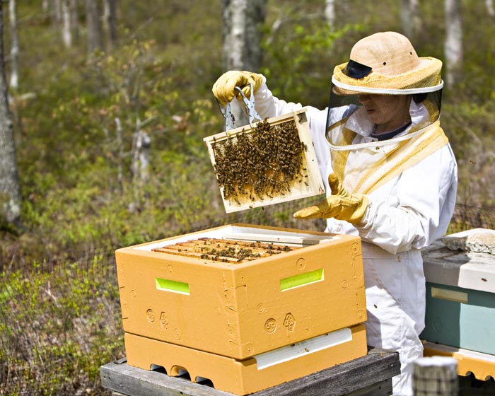 beekeeping