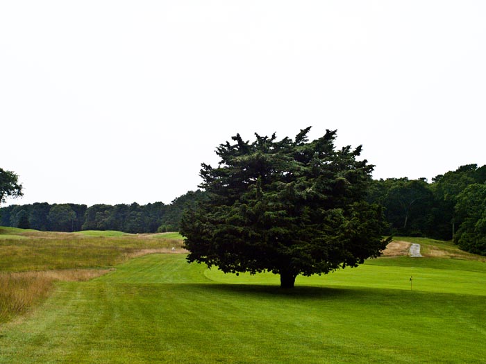tree
