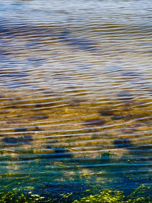 algae