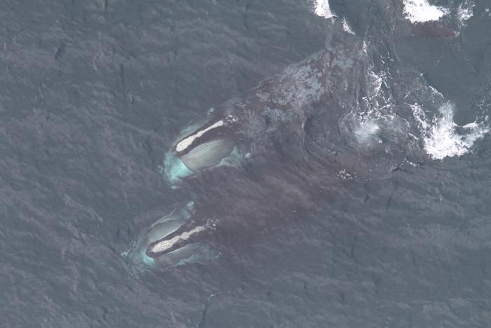 whales
