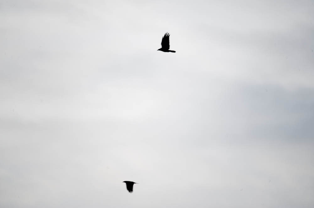 crows