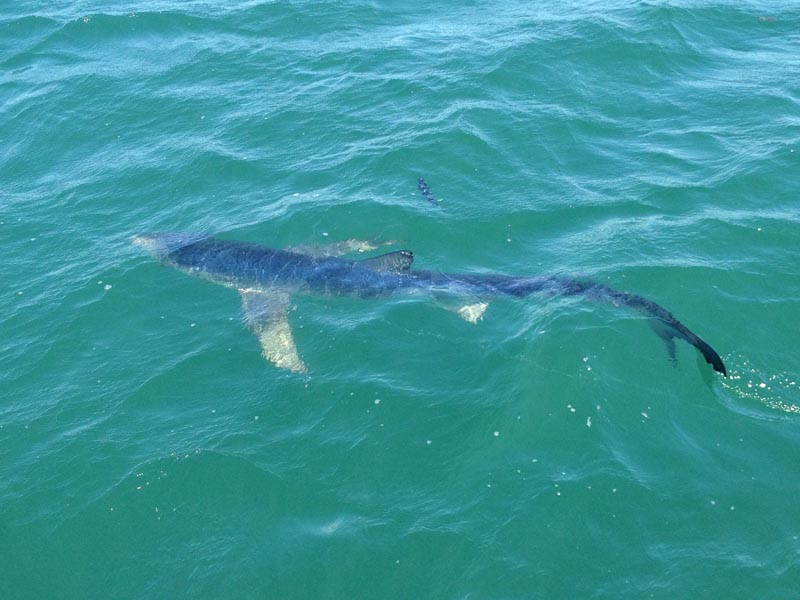 blue shark