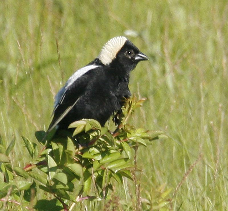 bobolink