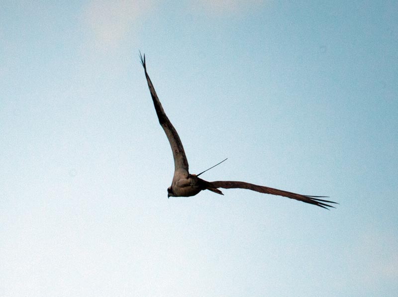 osprey