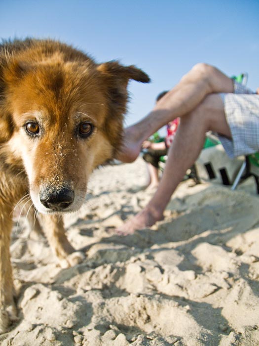 dog