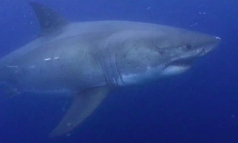 great white