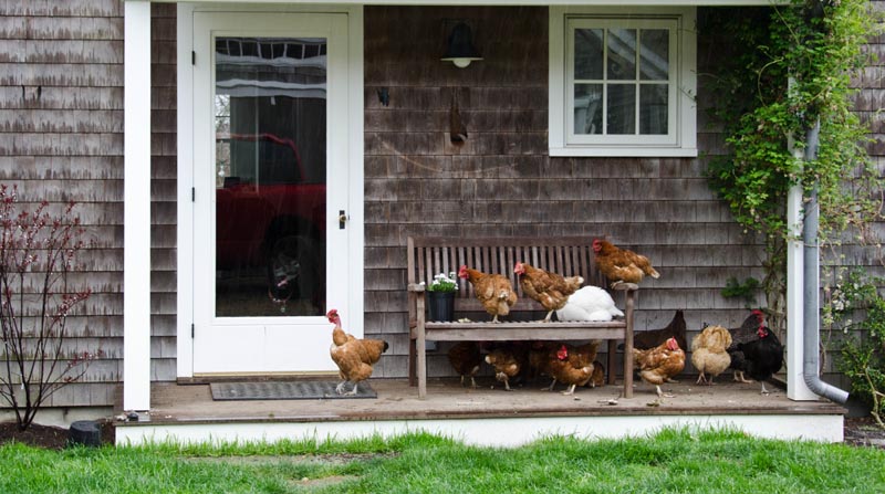 chickens